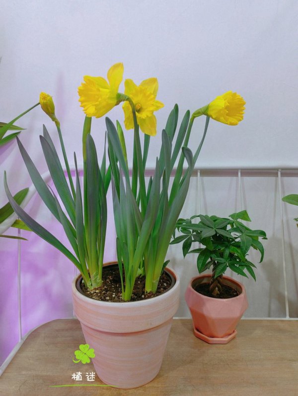 荷兰水仙花一年开几次