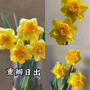 洋水仙一个种球能开多少花 洋水仙一颗种球能开多少朵花？