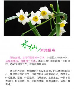 水仙花代表什么含义 水仙花象征着什么？