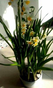土养水仙花可以多年生吗 土种植水仙花可否多年生？