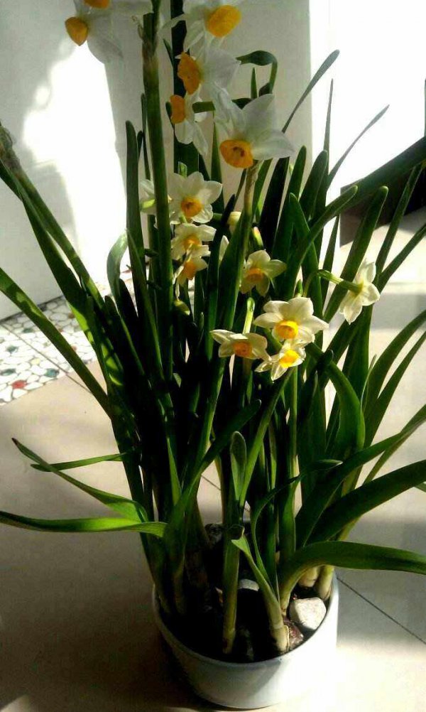土养水仙花可以多年生吗
