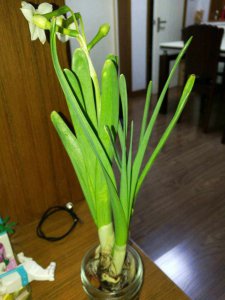 水仙花长的太高可以剪短吗 水仙花可以修剪吗？