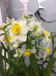 水仙花有花蕊吗 水仙花是否有花蕊？