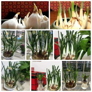 水仙花生长过程 水仙花的成长历程