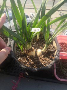 水仙花花苞干枯怎么办 水仙花花苞枯萎怎么处理？