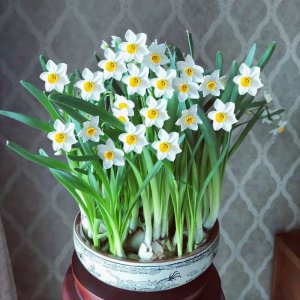 水仙花怕冷吗 怕冷的水仙花吗？
水仙花适应低温吗？