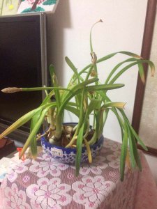 水仙花叶子太长倒下了 水仙花的叶子过长弯曲下来