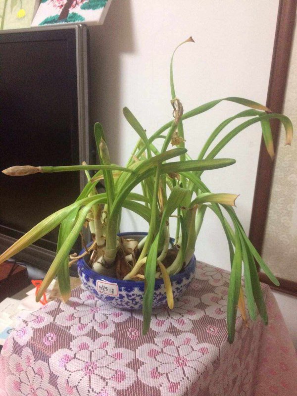 水仙花叶子太长倒下了