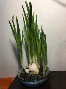 水仙花叶子长得太高怎么办 水仙花叶子长得过高怎么处理？