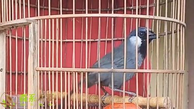 珊瑚鸟喂什么上性快 珊瑚鸟的饲料选择对其性能有何影响？
