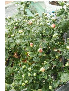 菊花一年四季的生长变化 生长四季的菊花
四季菊花的生长变化