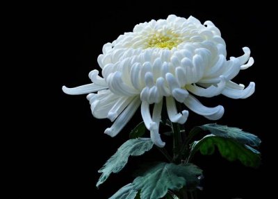 小菊花的花语 小花朵的含义