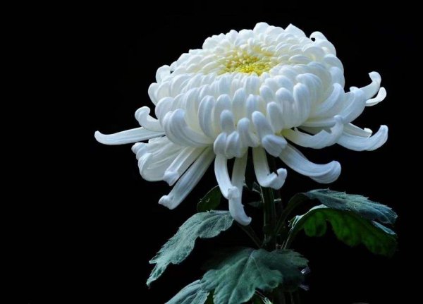 小菊花的花语