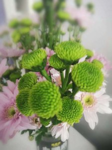 绿色的小雏菊花语是什么 绿色小雏菊的寓意是什么？