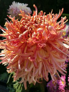 红色菊花花语 红色菊花的花语

红菊花的寓意