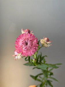 麦秆菊花语 麦秆花语菊花的含义