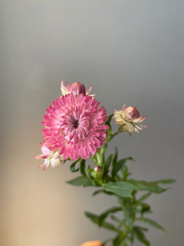麦秆菊花语