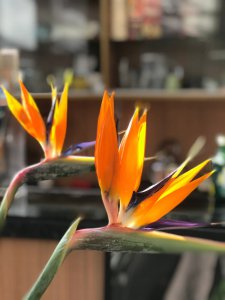 天堂鸟的花语 天籁之音的花语