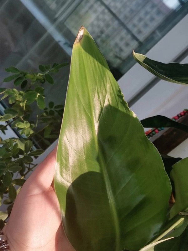 天堂鸟叶子卷起来的原因