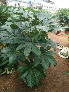 和八角金盘相似的植物 类似于八角金盘的植物