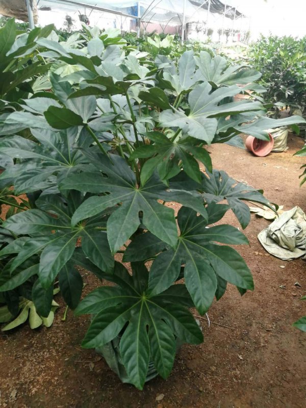 和八角金盘相似的植物