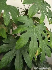 八角金盘叶子掉了还能长出来吗 八角金盘叶掉了还会重新长吗？