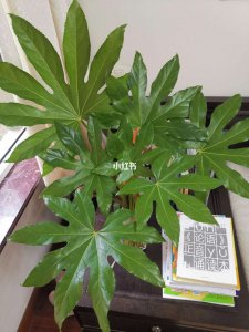 八角金盘可以晒太阳吗 八角金盘可用来晒太阳吗？
