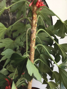 八角金盘叶片有烧焦现象的原因