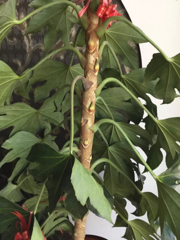 八角金盘叶片有烧焦现象的原因
