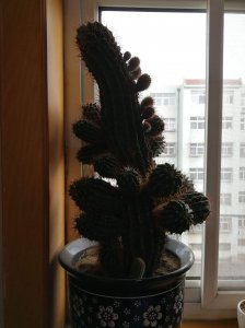 仙人球长出黑色毛茸茸的是什么