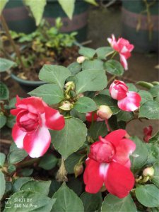 非洲重瓣凤仙花掉花苞怎么回事