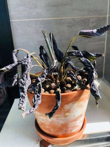 双线竹芋叶子发蔫怎么办