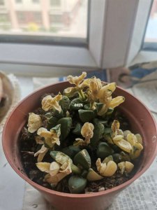 鹿角海棠叶子发蔫怎么办