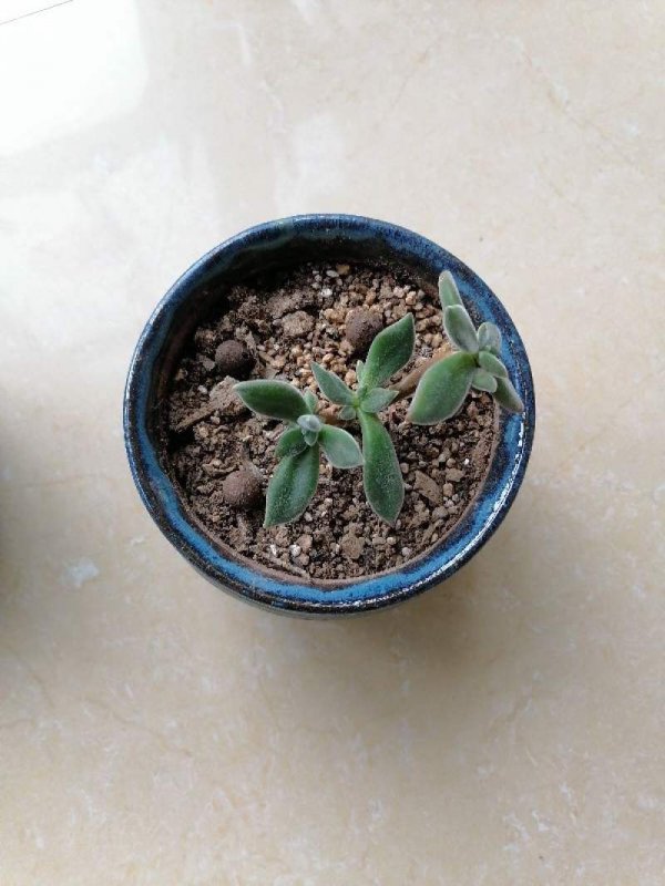 锦晃星叶子发蔫怎么办