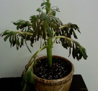 黑法师叶子发蔫怎么办 黑法师叶子枯萎怎么处理？