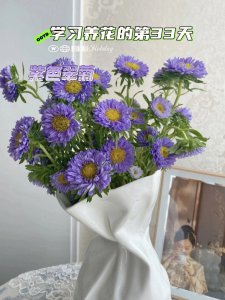 翠菊叶子发蔫怎么办 翠菊叶片枯萎应对方法
