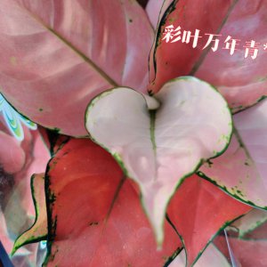花叶万年青叶子发蔫怎么办 花叶万年青叶子枯萎应对方法