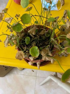 铜钱草叶子发蔫怎么办 铜钱草叶子变软怎么处理？