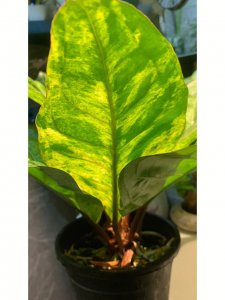 花烛叶子发蔫怎么办 花烛叶子枯萎应对方法