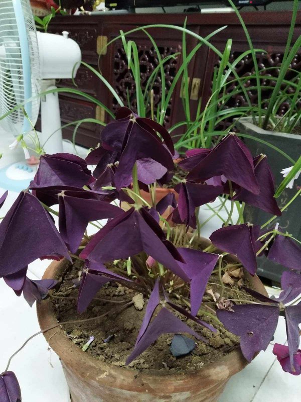 紫叶酢浆草叶子发蔫怎么办