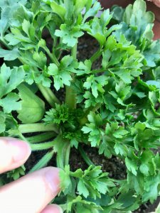 花毛茛叶子发蔫怎么办 花毛茛叶子枯萎处理方法