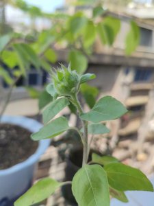太阳花叶子发蔫怎么办 太阳花叶子萎缩怎么处理
