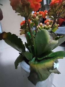 长寿花叶子发蔫怎么办 长寿花叶子变软怎么处理