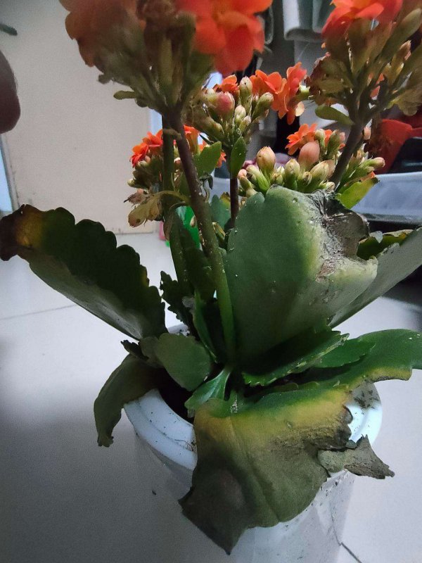 长寿花叶子发蔫怎么办