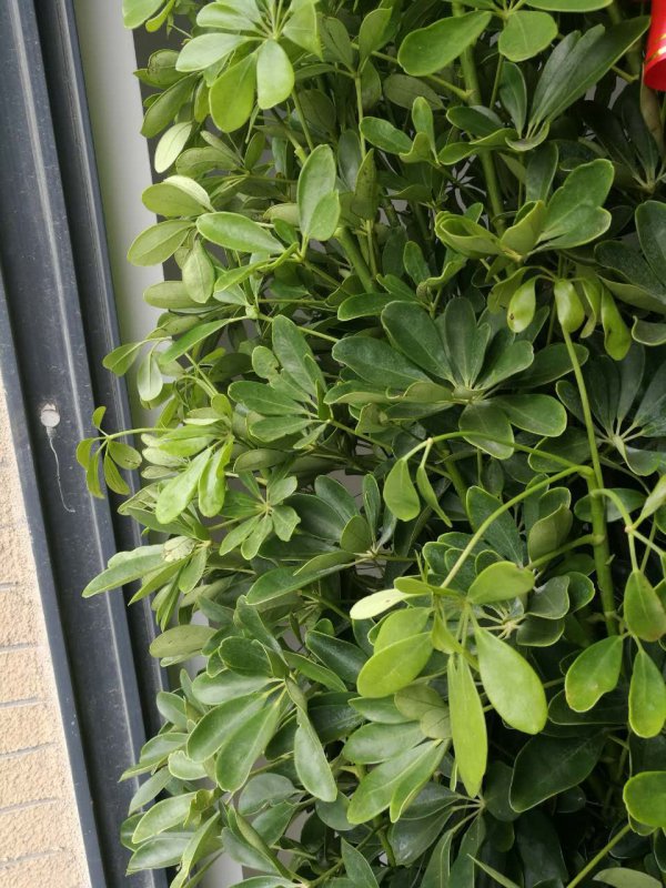 摇钱树叶子发蔫怎么办