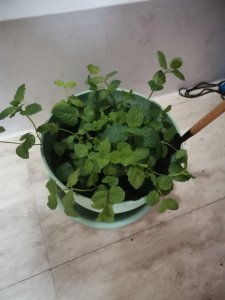薄荷叶子发蔫怎么办 薄荷叶子枯萎了怎么办？