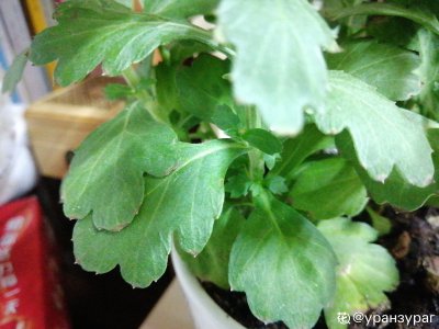 雏菊叶子发蔫怎么办 雏菊叶子蔫了怎么处理？
