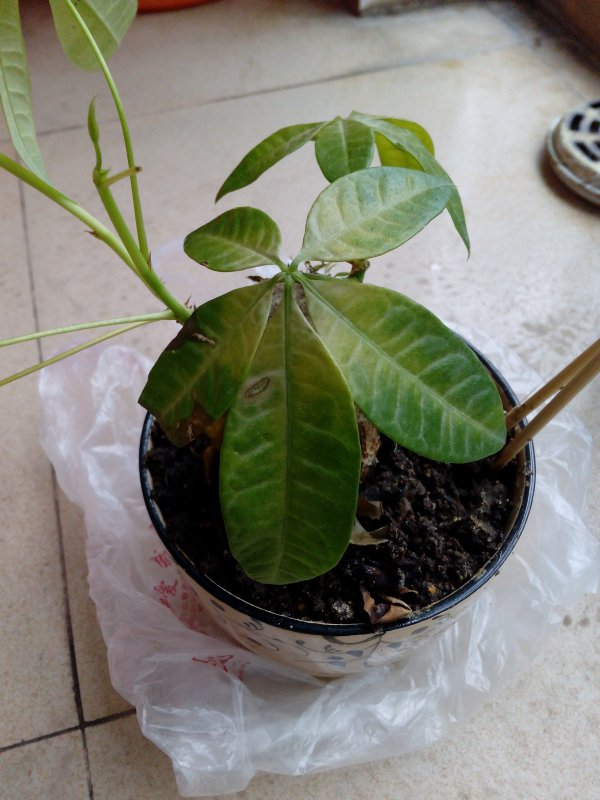 光棍树叶子发蔫怎么办