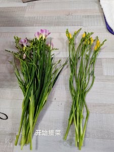 香雪兰叶子发蔫怎么办 香雪兰叶子枯萎的处理方法