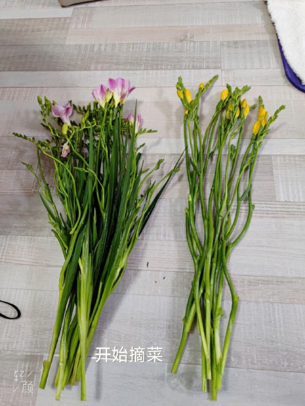 香雪兰叶子发蔫怎么办